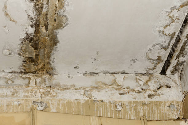 Best Mold removal after water damage  in USA